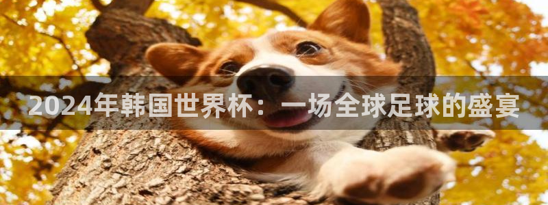 2026世界杯：2024年韩国世界杯：一场全球足球的盛宴